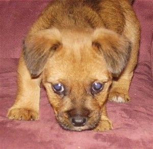 Close up upper body shot - A tan with black Patterjack puppy is sniffing a red couch.