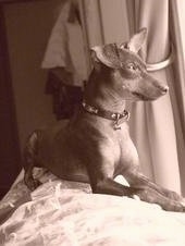A photo of a Miniature Pinscher dog laying on the back of a couch and looking out of a window.