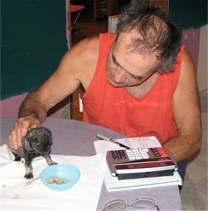 Puppy eating a bowl of dry food on a table with a man at the table with a calculator, pen, paper and glasses on the table