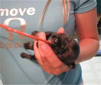 Close Up - Girl feeding puppy