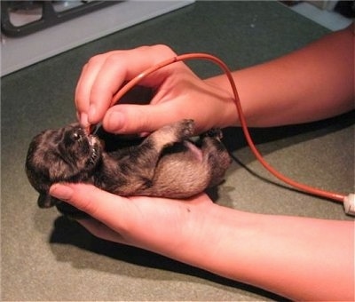 Tube being inserted into the pups stomach