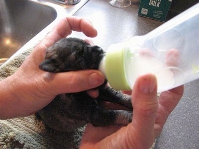 Puppy being bottle fed