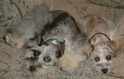 Two merle Miniature Schnauzzies are laying down on top of a tan patterned couch and looking forward. Their coats are shaved on their bodies and the hair is left long on their legs and face.