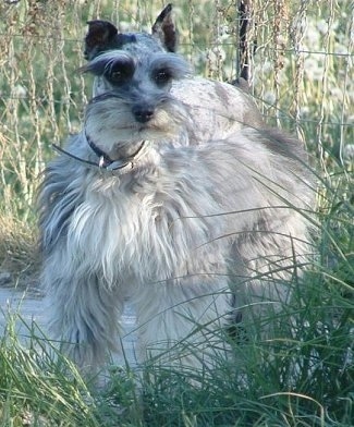 Long Haired Schnauzer