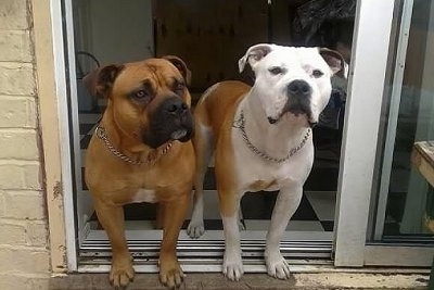 Two wide-chested, muscular, Old Anglican Bulldogges are standing in the doorway of a sliding door. Their front legs are outside and their back legs are on a black and white checkered floor. The first dog is tan with a black snout and a little bit of white on its chest and the second dog is white with tan and a little bit of black on its snout and ear.