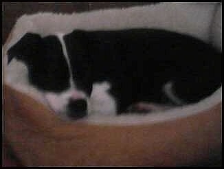 Side view - A black with white Old Anglican Bulldogge puppy is sleeping in a tan oval dog bed.