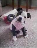 A little black with white Old Anglican Bulldogge puppy is sitting on a carpet and it is wearing a pink shirt. Its head is tilted to the right.