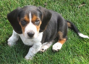 Puppy Beagles