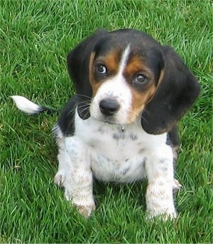 black beagle puppies