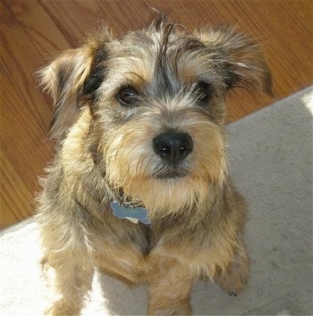 Front view - A wiry-looking, black and tan Schnocker is sitting on a rug and it is looking up.