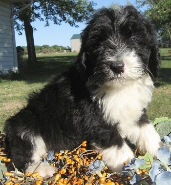 Close up front side view - A thick-coated, black with white Sheepadoodle puppy is sitting across grass and it is looking forward.