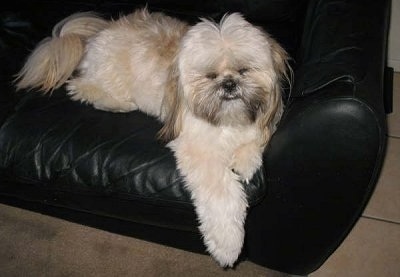 A thick coated tan with black and white Shinese is laying on a black couch, it is looking forward and its front paws are hanging over the edge. It has longer hair on its ears and tail.