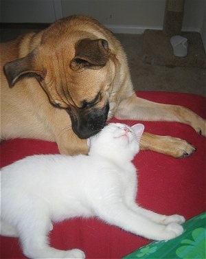 A tan with black Shug dog is laying on a red dog bed looking down at a white cat that is in front of it. The cat looks happy and relaxed and is rubbing on the dog's head.