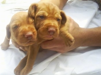 Pictures Of Vizslas