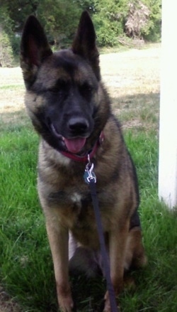 A brown and black Akita Shepherd is sitting on grass with mouth open and tongue out with leash on