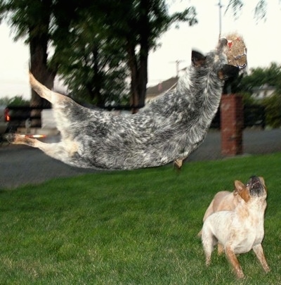 Spike the Australian Cattle Dog is in mid-air sideways jumping up and catching an item as two other dogs watch from the ground.