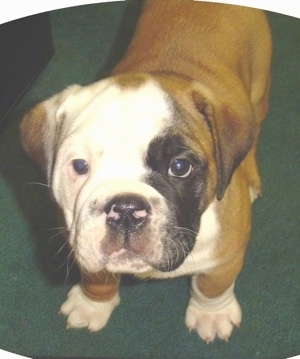 Close Up - Amos Moses the tan, black and white puppy is sitting on a green carpet. He is looking up.