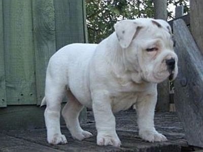 The front right side of a white with brown Australian Bulldog puppy that is standing at the top of a wooden deck and it is looking to the right.