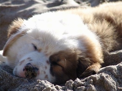 Aussie Retriever Mix