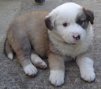 Aussie Retriever Mix