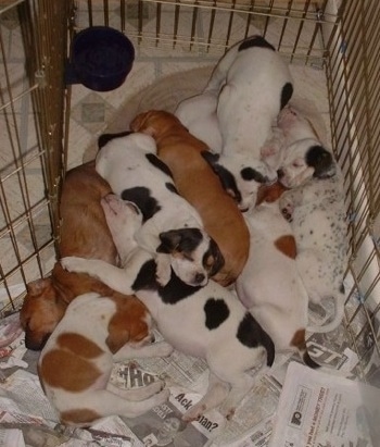 A large litter of Beagle mix puppies sleeping on newspapers inside of a medal x-pen.