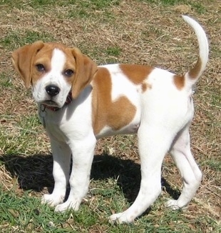 View from the side - A tan with white Beagle mix puppy is standing in grass looking towards the camera with its tail up high in the air.