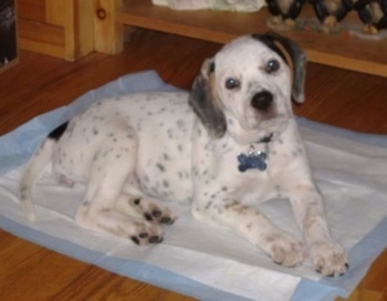 A white with black and tan Beagle mix puppy is laying on a pee pad looking up with its head tilted to the left. The dog has black spots all over its mostly white body.