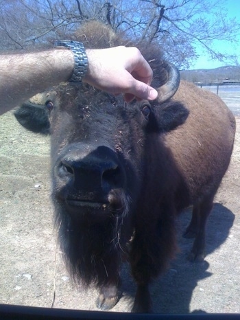 Bison at Arbuckle Wilderness being pet by a person wearing a watch
