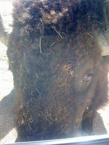 Close Up - Bison with grass and dirt on its face