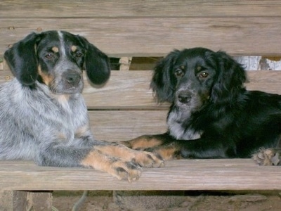 Two Blue Spaniel Puppies are laying face to face across a wooden bench, but they are looking forward.