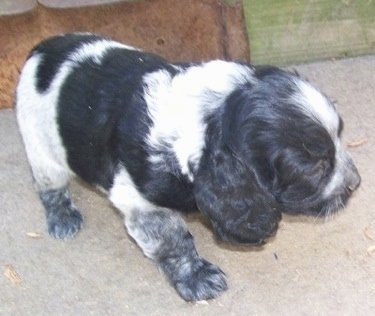 The front right side of a Blue Spaniel Puppy that is standing across a porch and it is looking to the right.