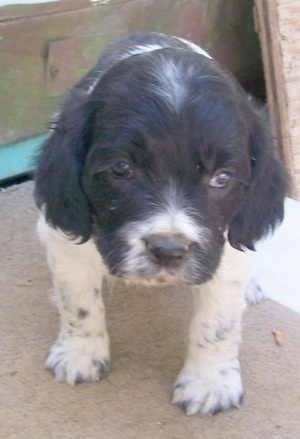 Close up - A Blue Spaniel puppy is standing on cement and there are wood pieces behind it.