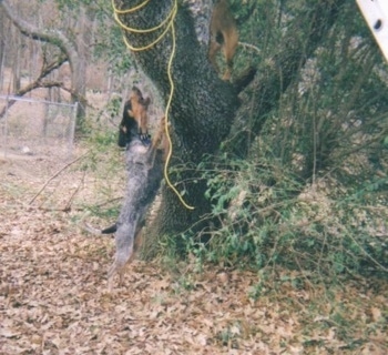 A Bluetick Coonhound is jumped up against a tree and barking. There is a Cur mix up on the lower tree branch.