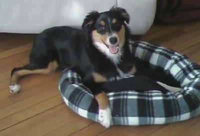 The front right side of a black with white and tan Border-Aussie Puppy that is laying across a dog bed and its mouth is open.