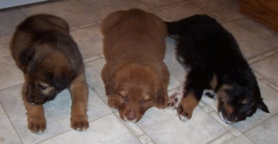 Three Border-Aussie Puppies are laying down on a tiled floor