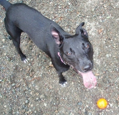 Topdown view of a black Border Stack that is standing on a gravel path with its tongue out and a ball is in front of it.
