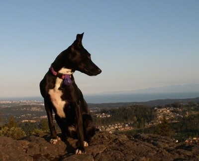 A black with white Border Stack is sitting on a cliff and it is looking to the right.