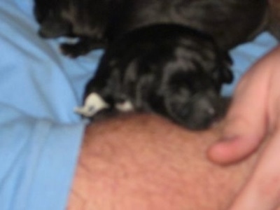 A blurry picture of a black newborn Boweimar puppy that is being held in a persons arms.