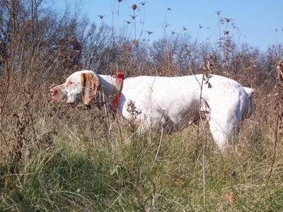 Braque Du Bourbonnais