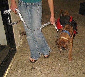 Bruno the Boxer puppy looking at a cigarette butt