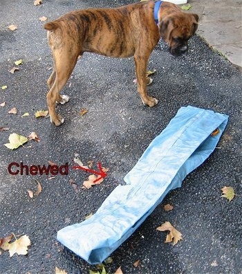 Bruno the Boxer Puppy next to a chewed up pool cover weight