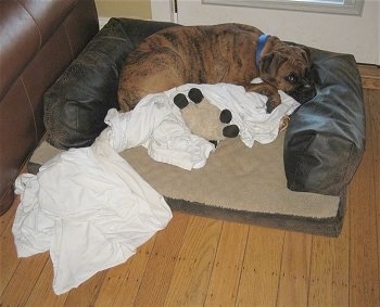 Bruno the Boxer puppy with a bunch of blankets in his dog bed