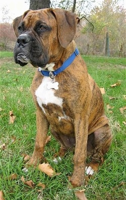 Bruno the Boxer sitting outside