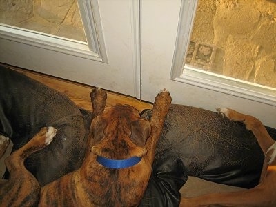 Bruno the Boxer laying in a dog bed with his snoot pointing towards the door trim