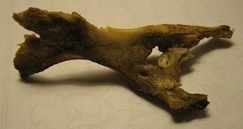 Close Up - Bone Bruno the Boxer found outside