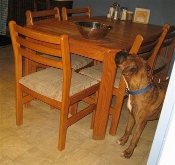 Bruno the Boxer puppy standing near a wall staring at a bowl on the table