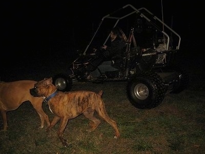 Allie and Bruno the Boxers running alongside a go-cart