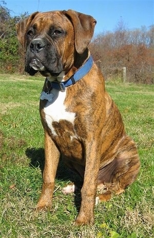 Bruno the Boxer Puppy sitting outside