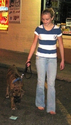 Amie walking Bruno the Boxers puppy and Bruno is looking at trash on the ground