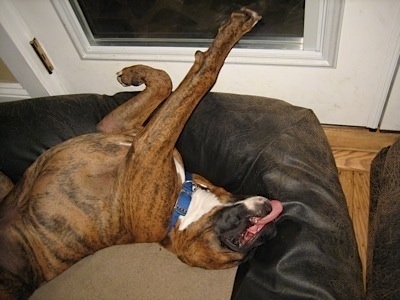 Bruno the Boxer laying on his back belly-up on a dog bed with its tongue out